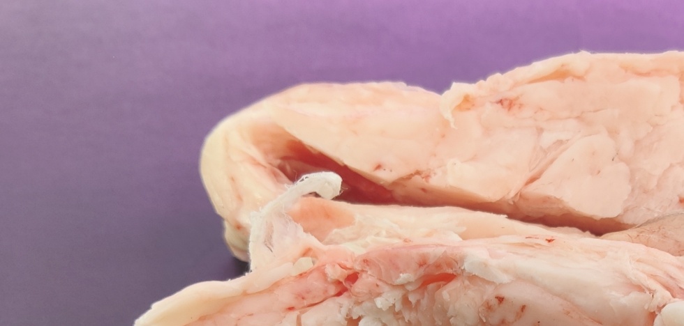 grasso bovino ridotto paint.jpg